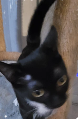 Thumbelina - Psp Foster Home