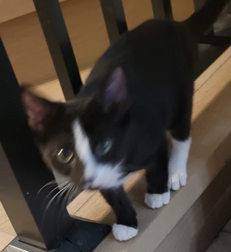 Shiraz - Psp Foster Home