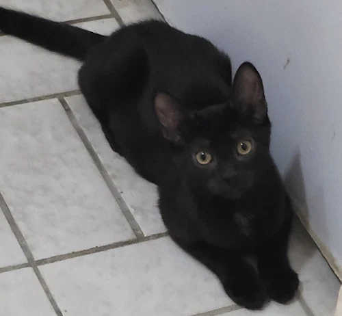 Noir - Psp Foster Home
