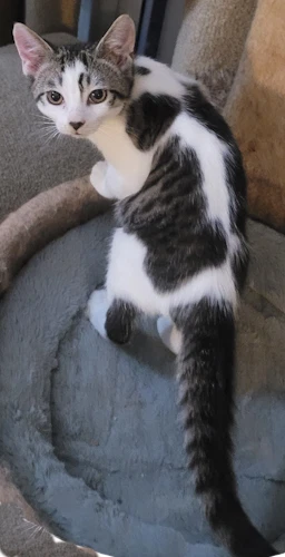 Moscato - Psp Foster Home