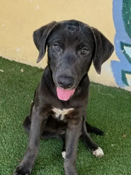 Fiona - Labrador Retriever