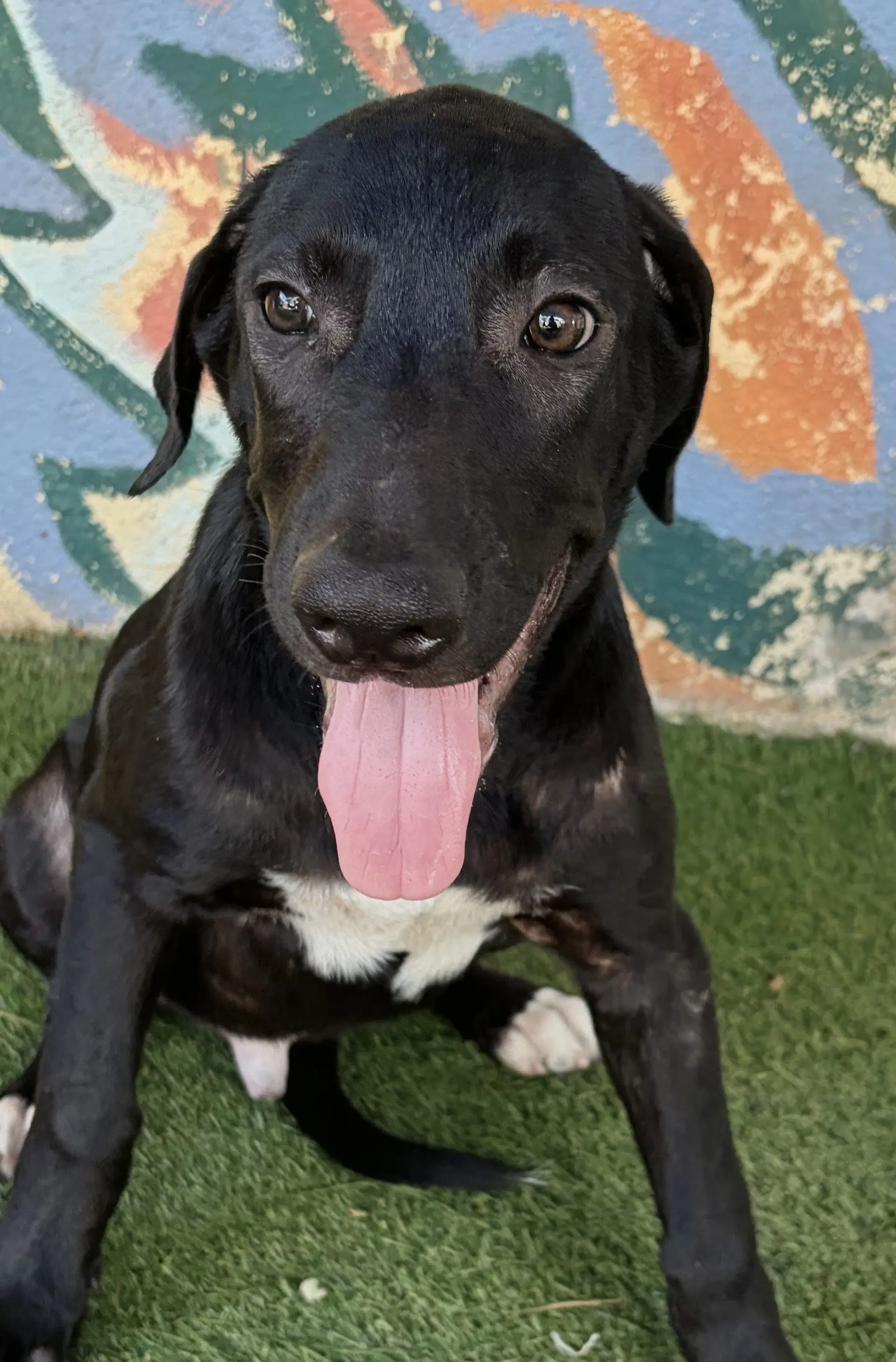 Farrah - Mastiff