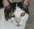 Snickers Foster Home - Domestic Short Hair