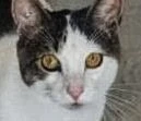 Snickers Foster Home