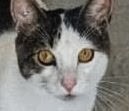 picture of the cat needing adoption