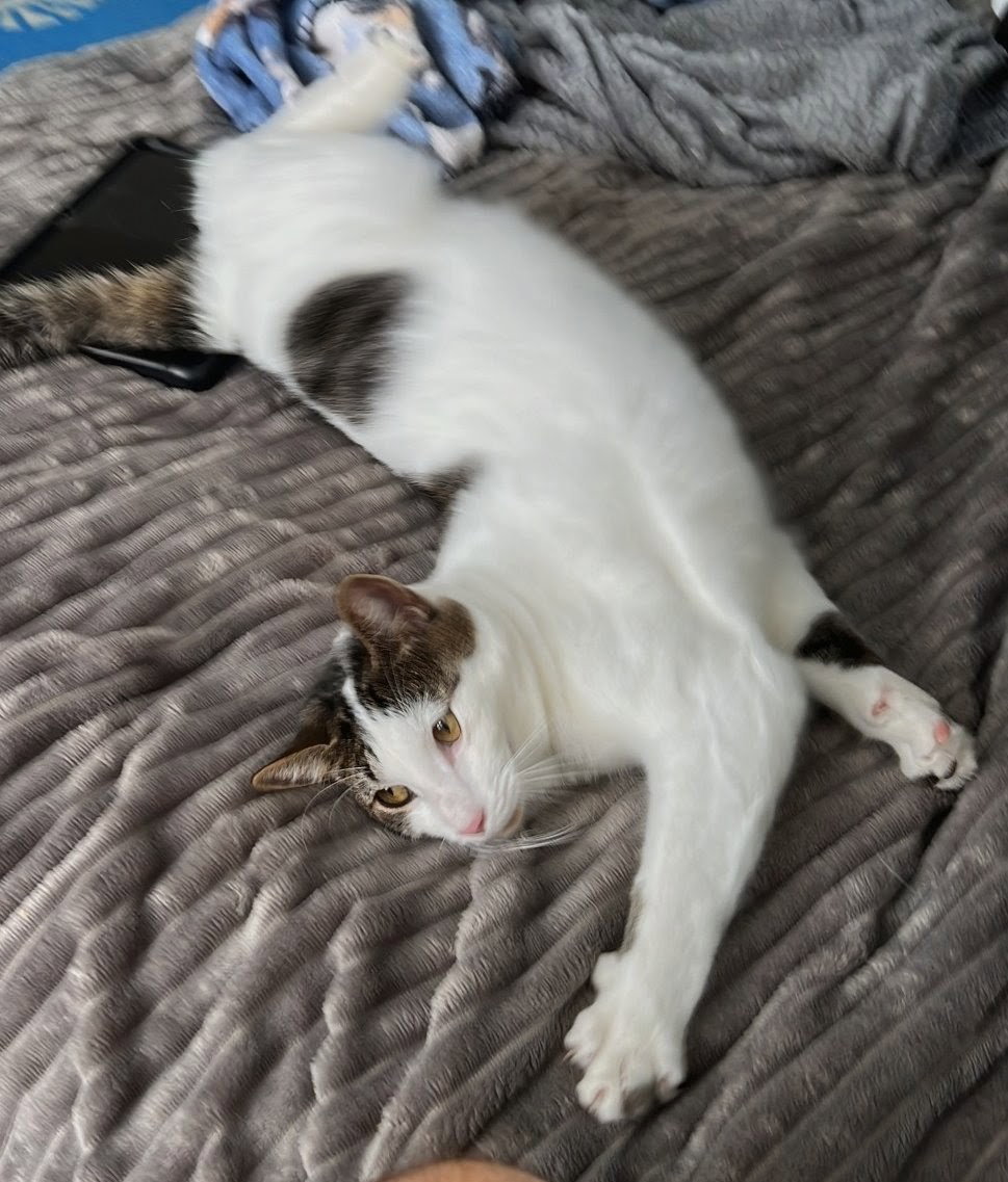 Snickers foster home, photo 3