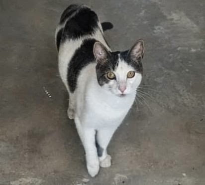Snickers foster home, photo 4