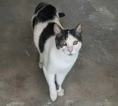 Snickers Foster Home image 4