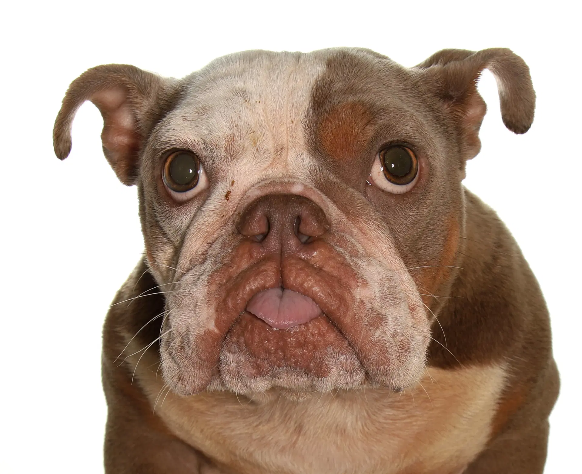 Fresca - French Bulldog
