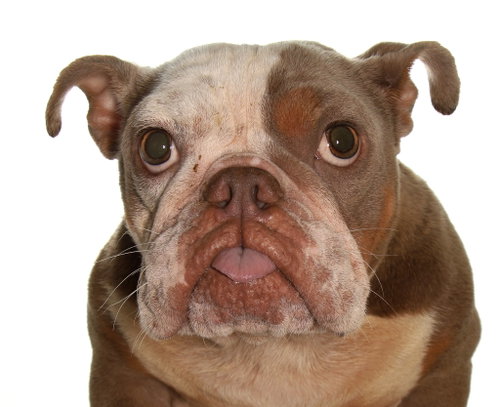 picture of the dog needing adoption
