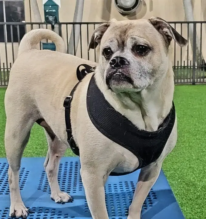 Romeo - Pug