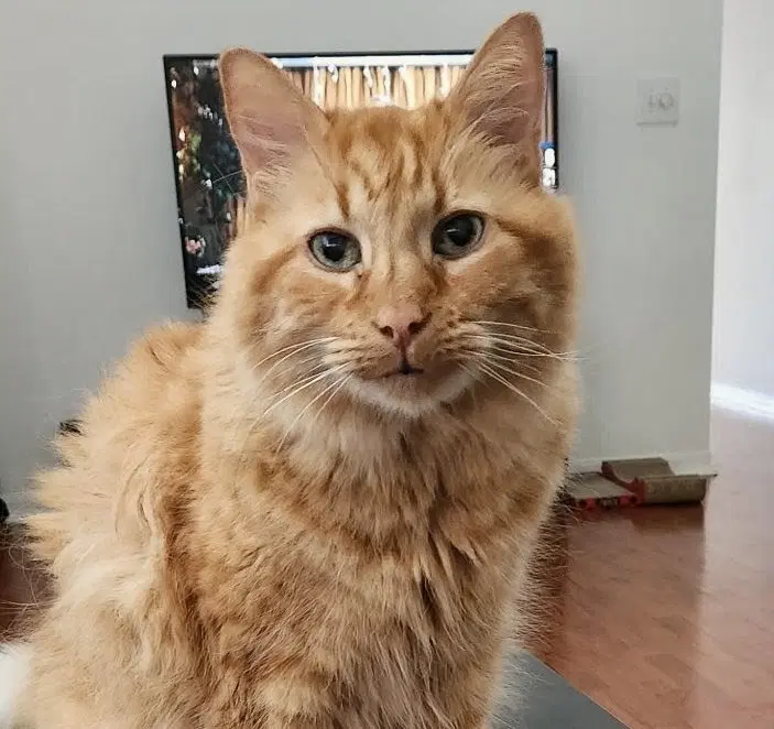 Hamlet - Domestic Long Hair