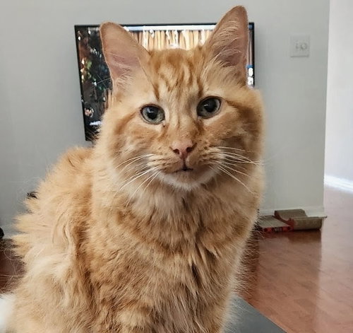picture of the cat needing adoption