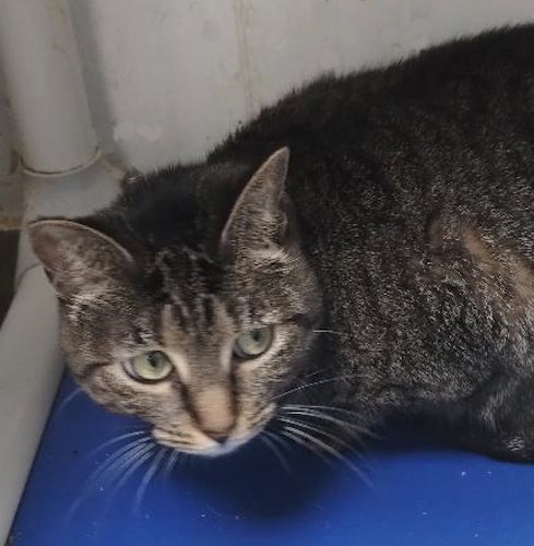 Evie - Center, a cat for adoption from Animal Aid, Inc.