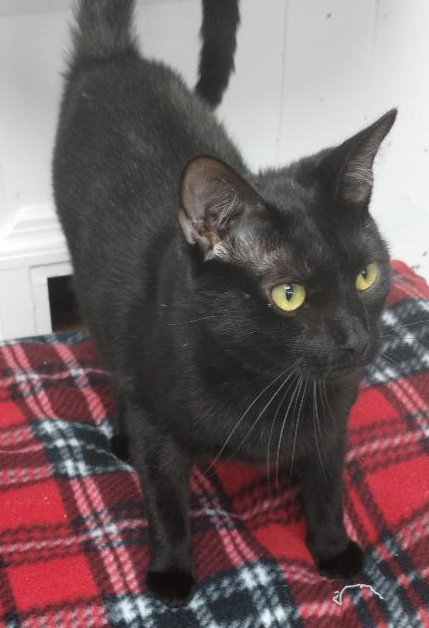 Charcoal - Center, a cat for adoption from Animal Aid, Inc.
