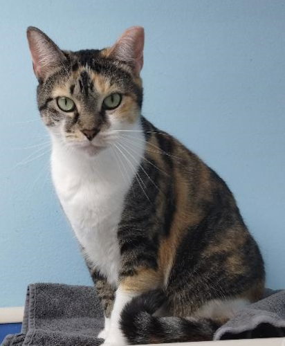Jolene - Center, a cat for adoption from Animal Aid, Inc.
