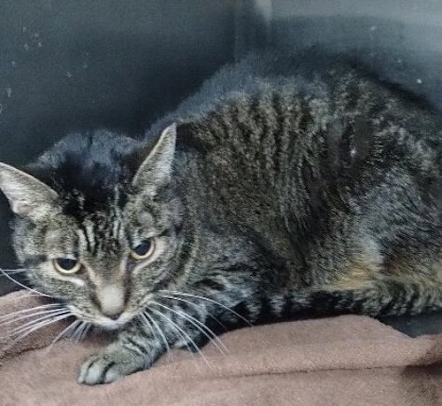 Rachael - Center, a cat for adoption from Animal Aid, Inc.