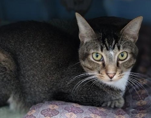 Winston - Center, a cat for adoption from Animal Aid, Inc.