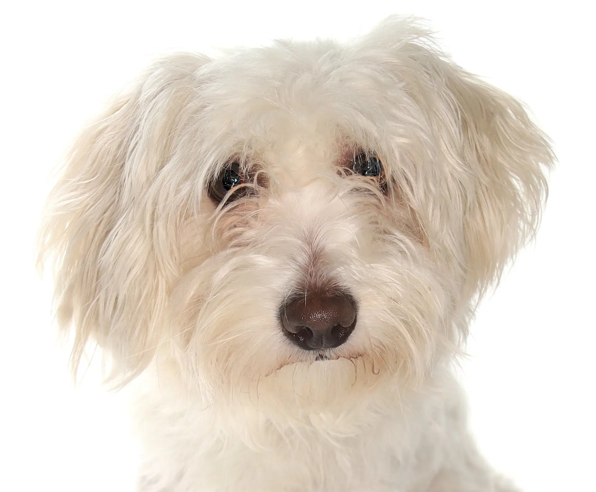 Caroline - Maltese