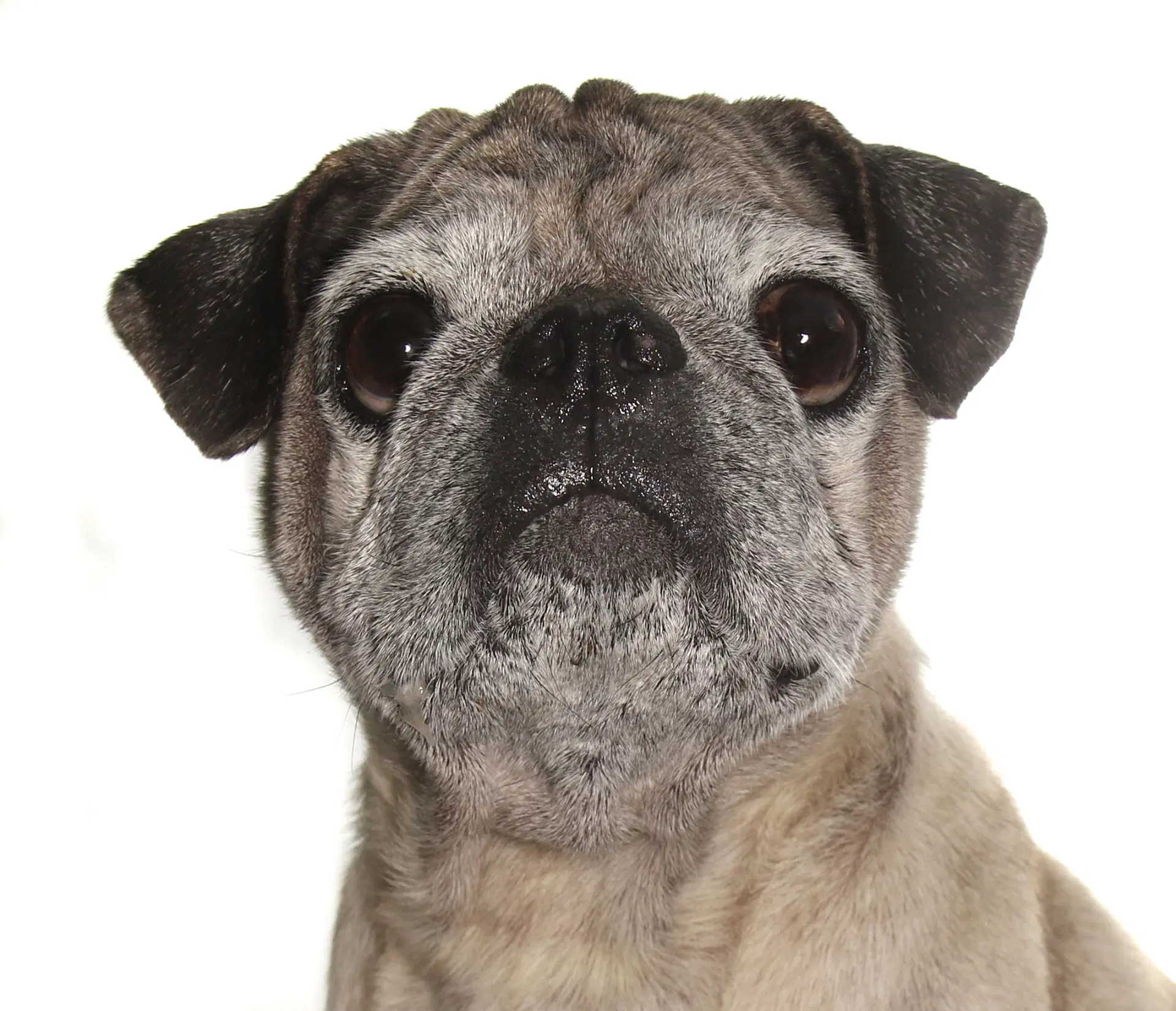 Bob - Pug