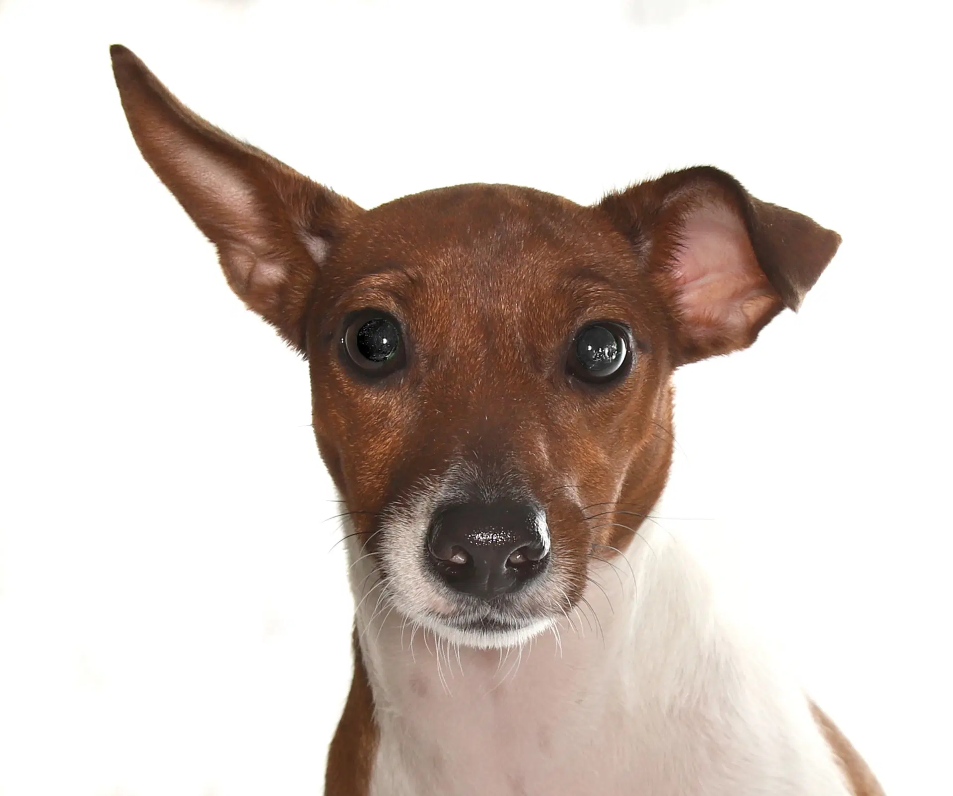Kendra - Jack Russell Terrier