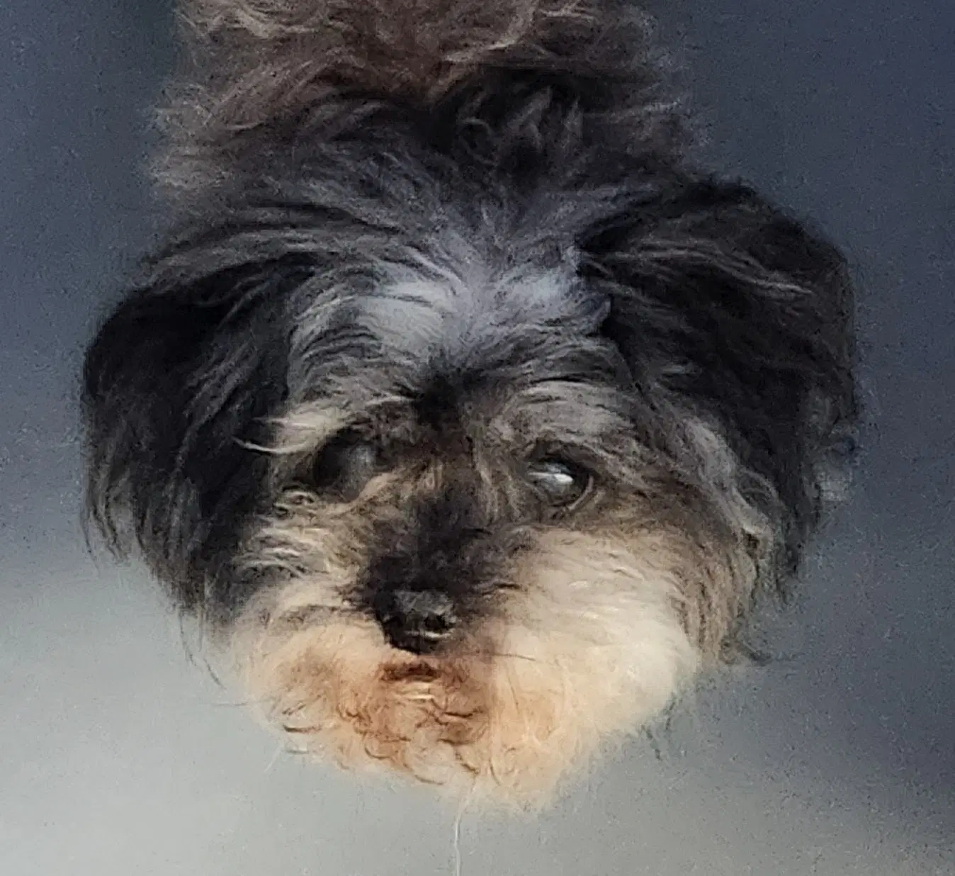 Sammy - Shih Tzu