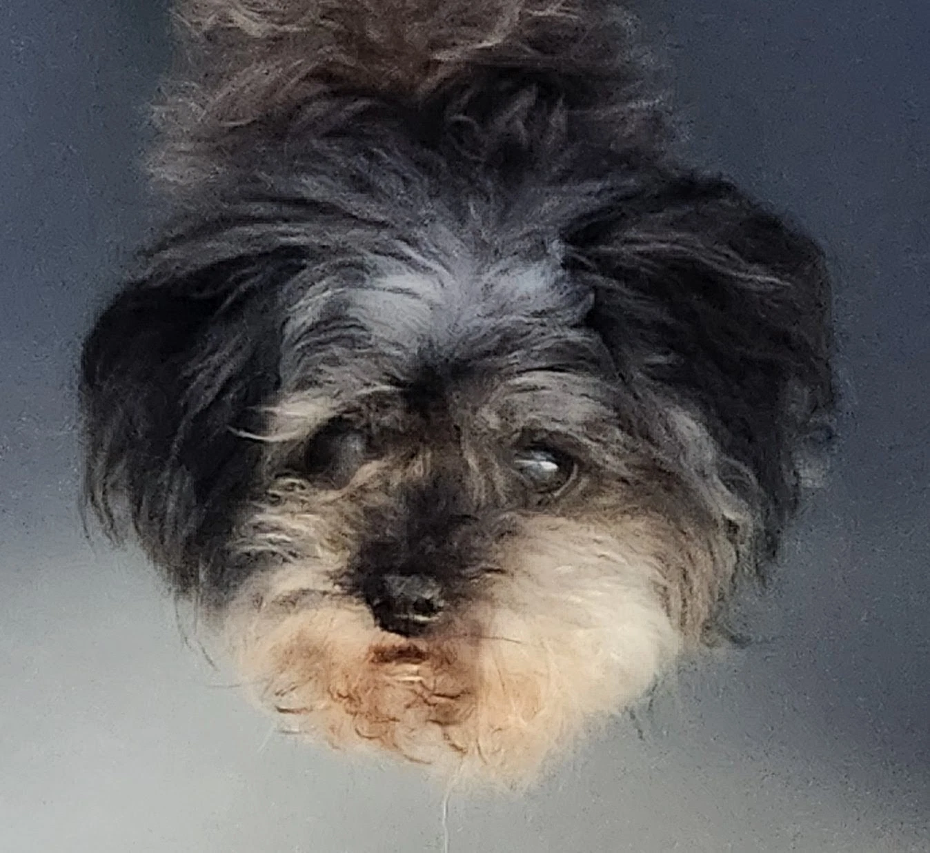 Sammy