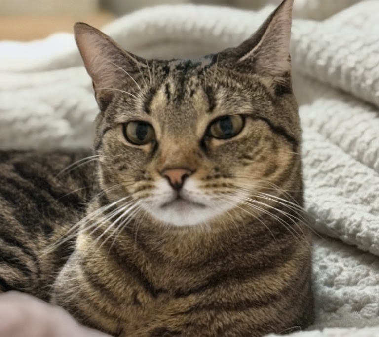 Chichi, Domestic Short Hair