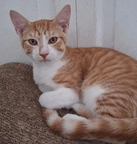 Kobe - Psp - Domestic Short Hair