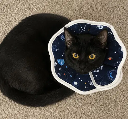 Rosemary - Psp - Domestic Short Hair