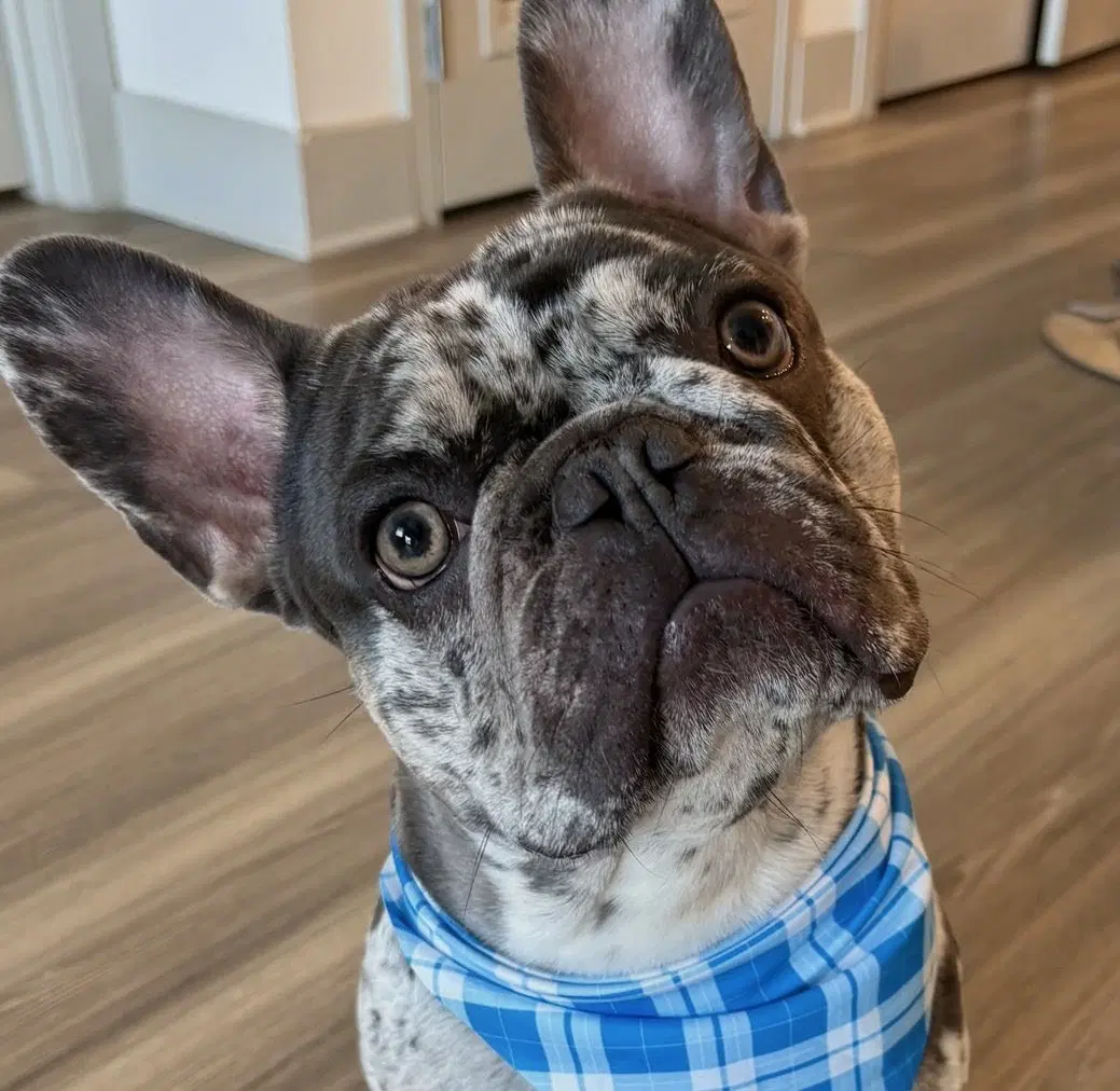 Luffy - French Bulldog