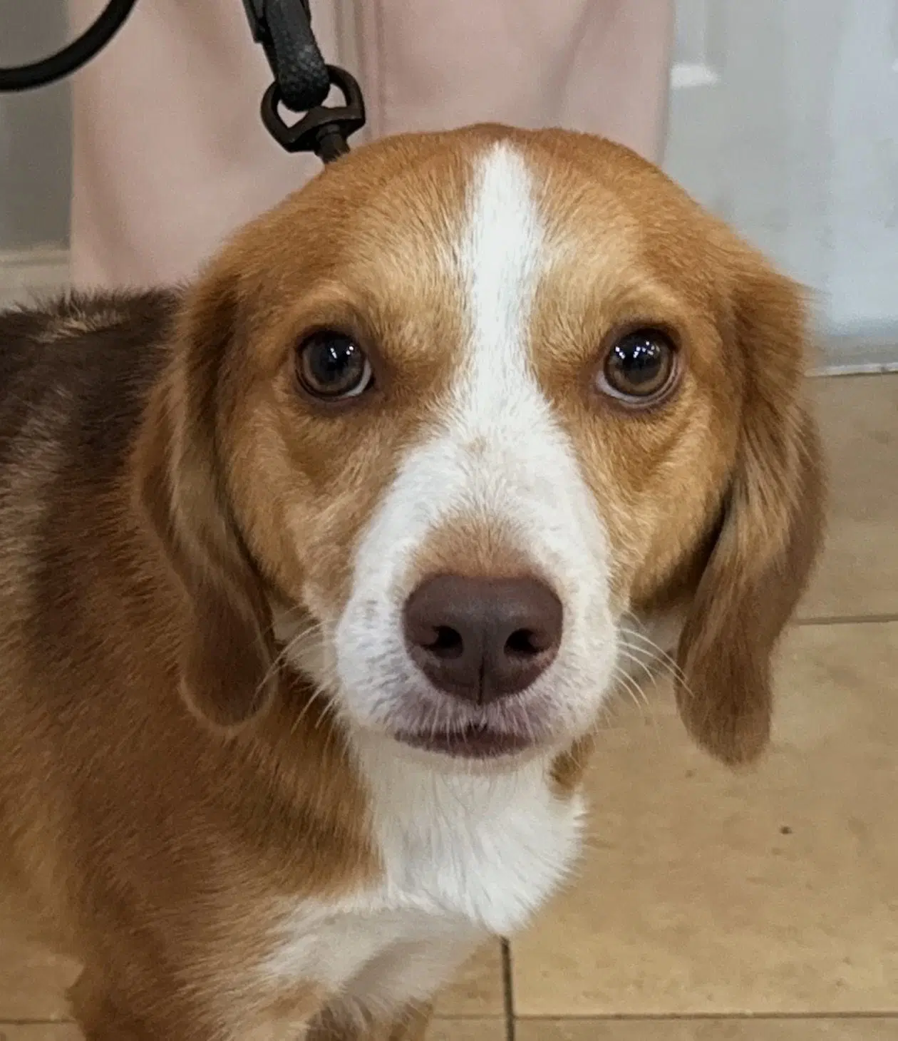 Roshi - Beagle