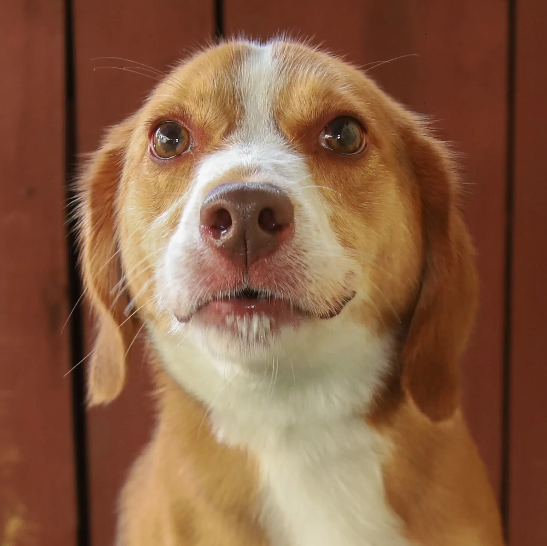 Roshi - Beagle
