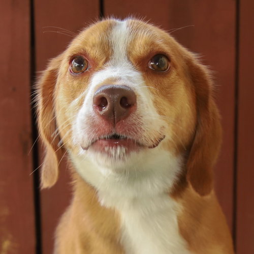 Roshi, a dog for adoption from Animal Aid, Inc.