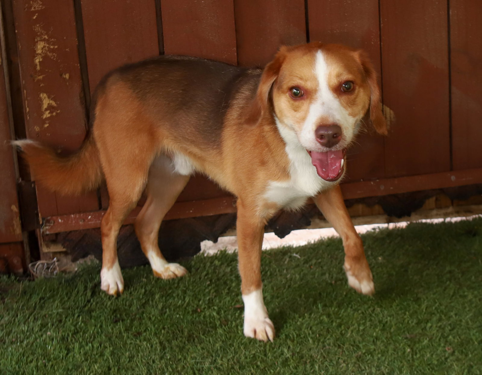 Roshi, photo 3