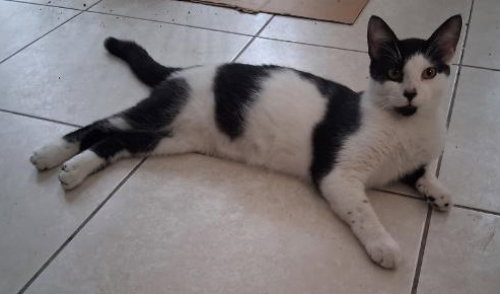 Prince - PSA, a cat for adoption from Animal Aid, Inc.