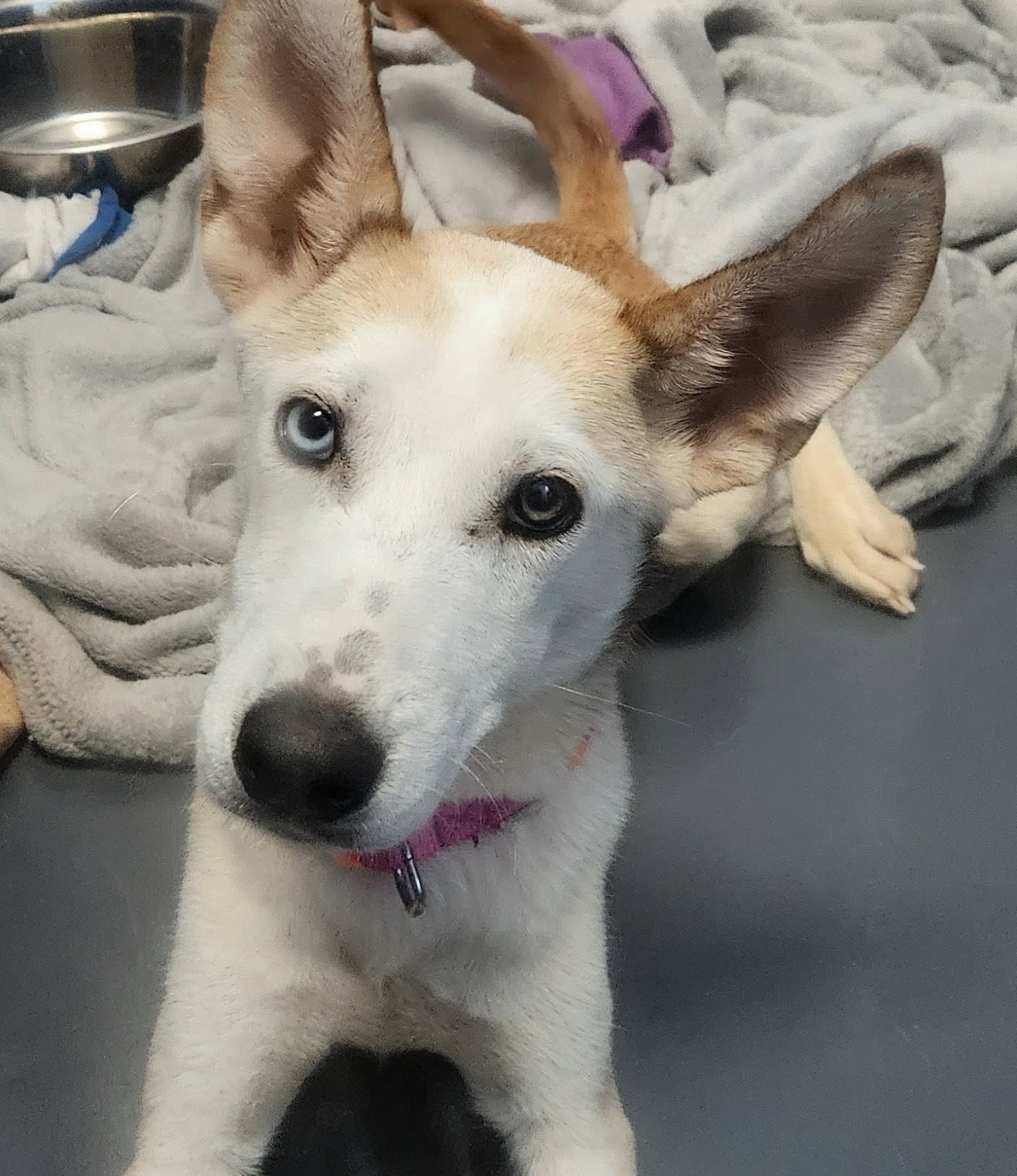 Jubilee, Husky