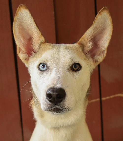 Jubilee, a dog for adoption from Animal Aid, Inc.