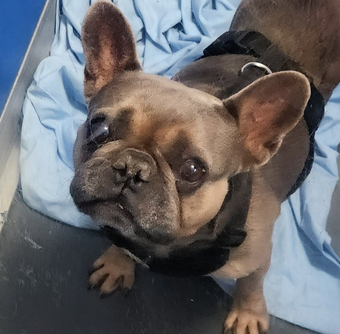Paco, French Bulldog