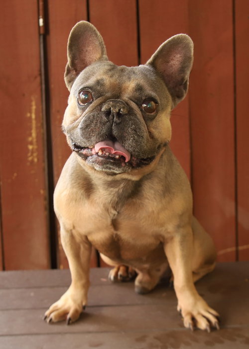 Paco, a dog for adoption from Animal Aid, Inc.