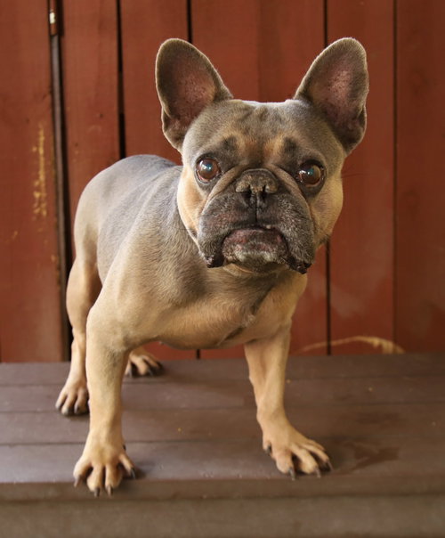 Photo 2 of Paco
