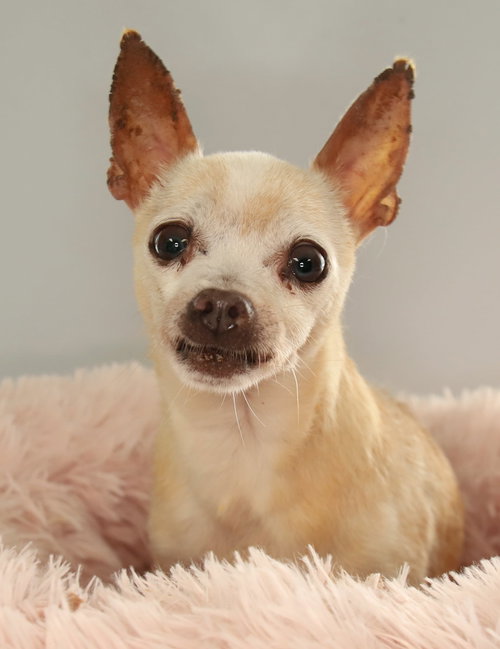 Blankita, a dog for adoption from Animal Aid, Inc.