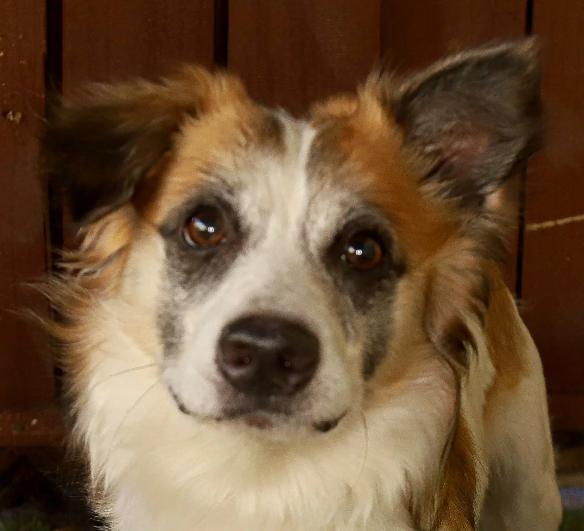 Markie - Shetland Sheepdog Sheltie