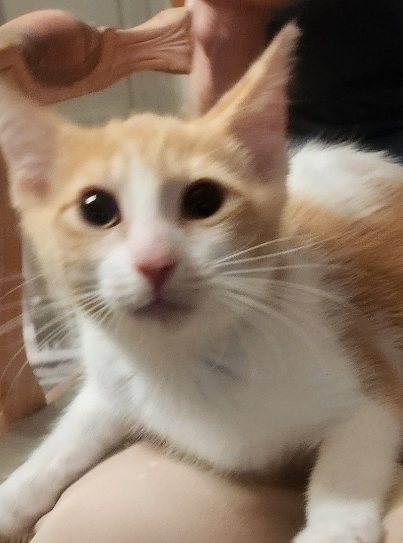 Riley, a male kitten up for adoption