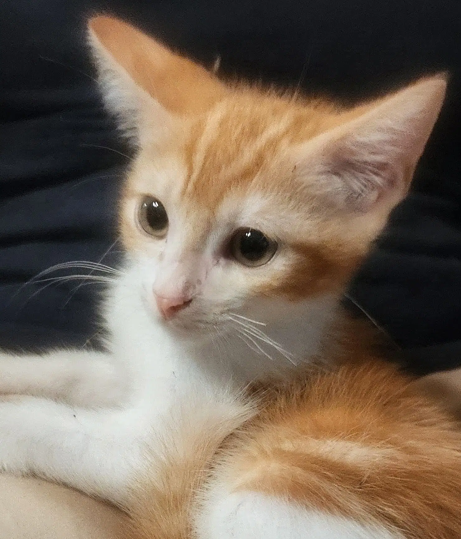Riley image 2