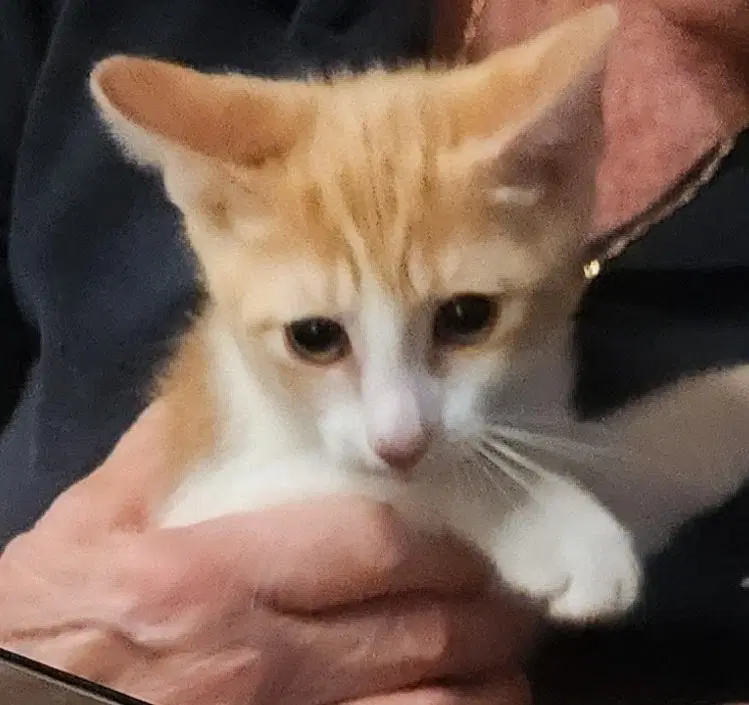 Riley image 3