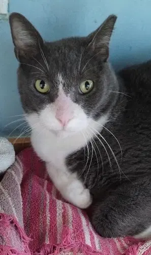 Neo - tabby