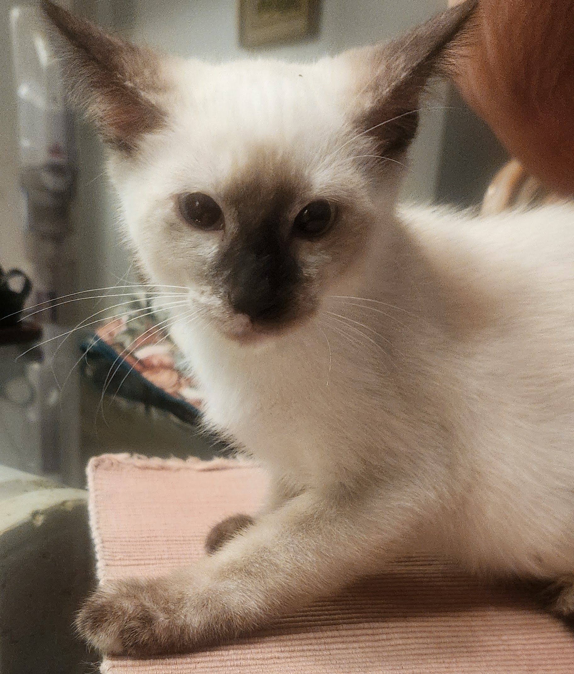 Bonnie
