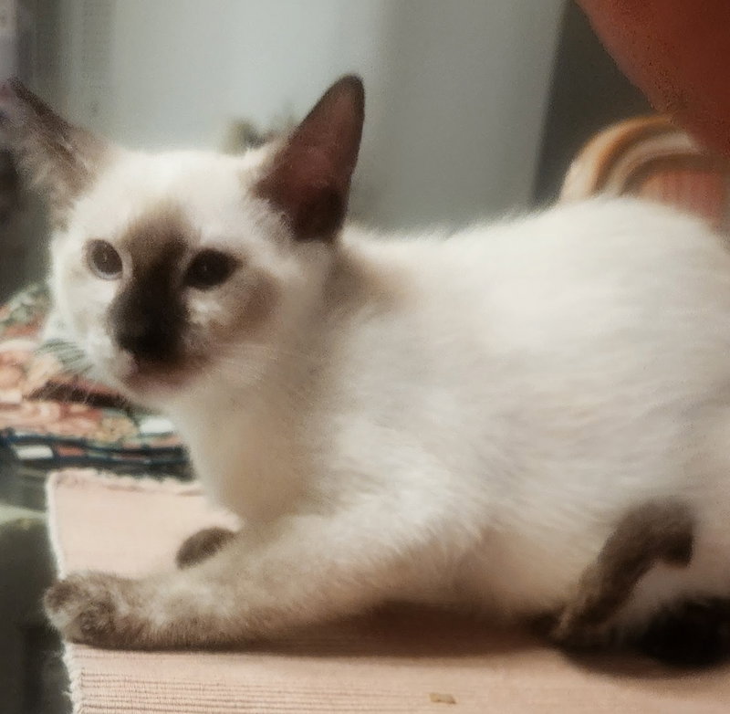 Bonnie, photo 2