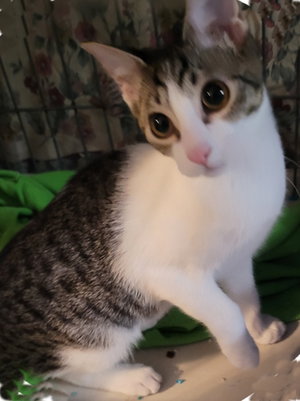 Eleanor, a young female cat up for adoption